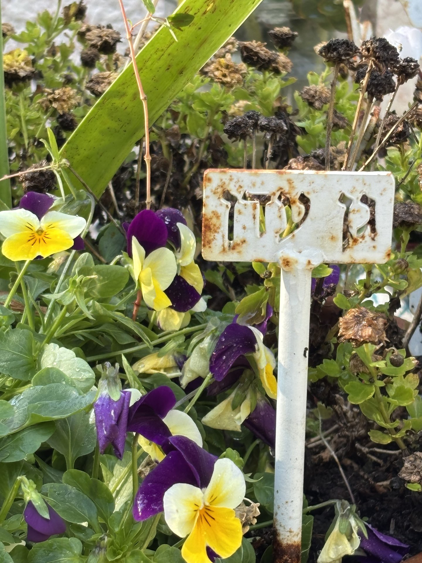 שלט מתכת קטן עם שם בערוגת פרחים